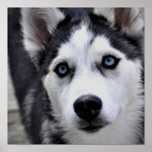 Poster Husky Puppy