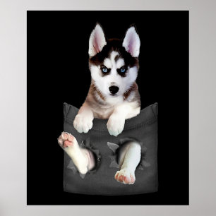 Poster Husky Sibérien Dans Pocket Puppy