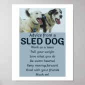 Poster Husky Sledding Sled Chig Racing Alaskan Racers (Devant)