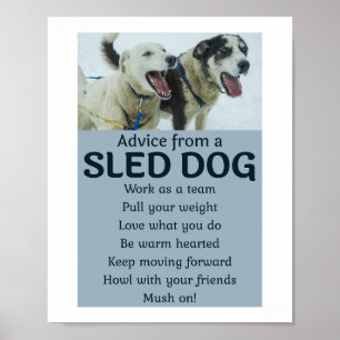 Poster Husky Sledding Sled Chig Racing Alaskan Racers