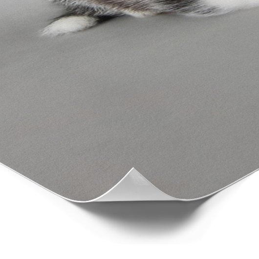 Poster Huskys (Coin)