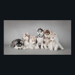 Poster Huskys<br><div class="desc">Chiots husky sibériens</div>