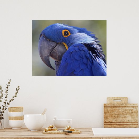 Poster Hyacinth Macaw (Cuisine)