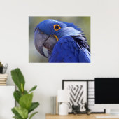 Poster Hyacinth Macaw (Bureau à domicile)