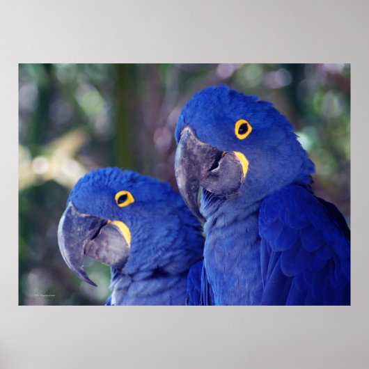 Poster Hyacinth Macaws (Devant)