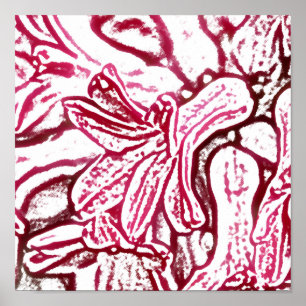 Poster Hyacinth rose édité