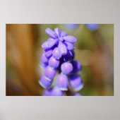Poster Hyacinthe de raisin (Devant)