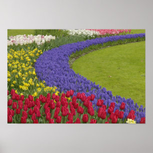 Poster Hyacinthe des tulipes et des raisins et jardin des