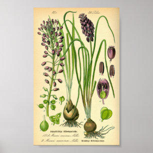 Poster Hyacinthe du raisin (Muscari négligectum)