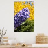 Poster Hyacinthe et Forsythie (Cuisine)