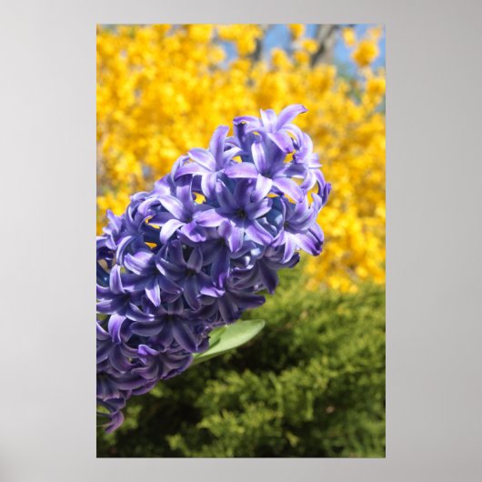 Poster Hyacinthe et Forsythie (Devant)