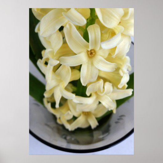 Poster hyacinthe jaune (Devant)