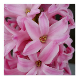 Poster hyacinthe rose