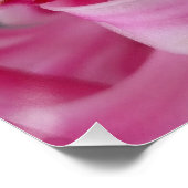 Poster hyacinthe rose (Coin)