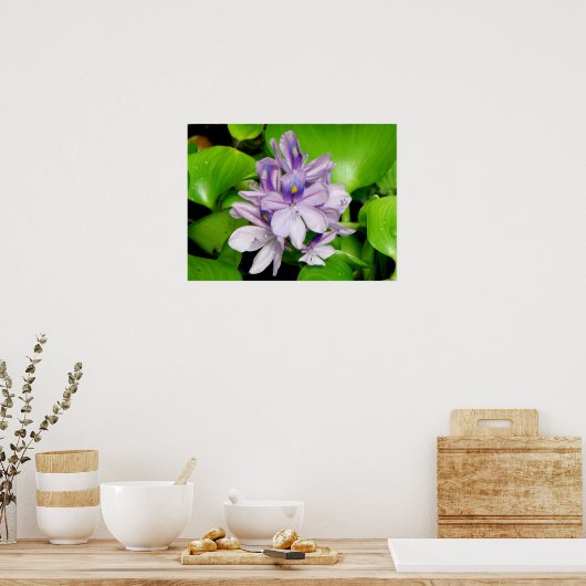 Poster Hyacinthe violette (Cuisine)