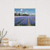 Poster Hyacinthes bleus dans un champ Hollande (Cuisine)