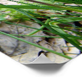 Poster Hyacinthes de raisins.... (Coin)