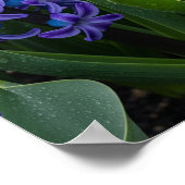 Poster Hyacinthes en fleur (Coin)