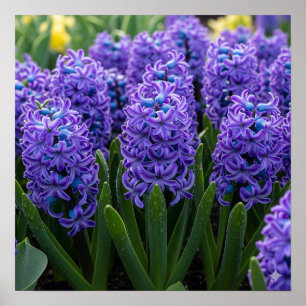 Poster Hyacinthes en fleur