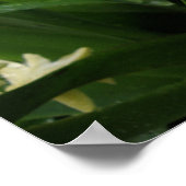 Poster Hyacinthes et gouttes d'eau Imprimer (Coin)