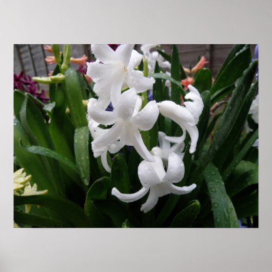 Poster Hyacinthes et gouttes d'eau Imprimer (Devant)