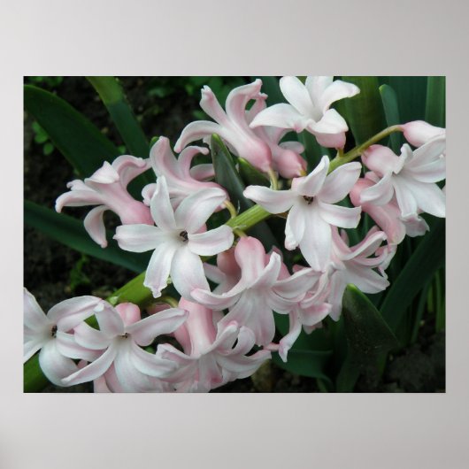 Poster Hyacinthes Imprimer (Devant)