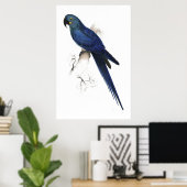 Poster Hyacinthine Maccaw par Edward Lear (Bureau à domicile)
