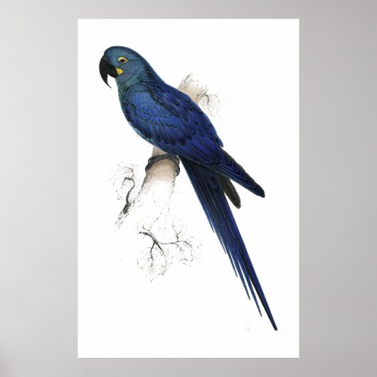 Poster Hyacinthine Maccaw par Edward Lear (Devant)