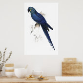 Poster Hyacinthine Maccaw par Edward Lear (Cuisine)