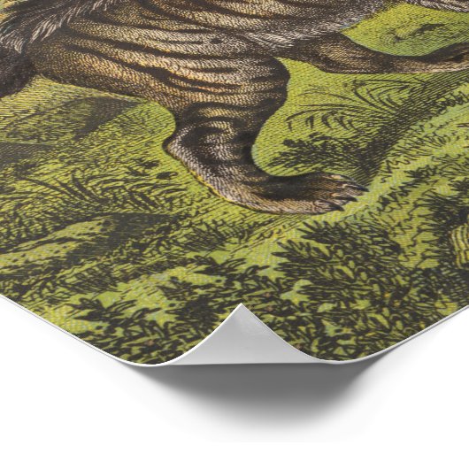 Poster Hyaena (Hyena), Wolf et Chiens (Coin)