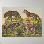 Poster Hyaena (Hyena), Wolf et Chiens (Devant)