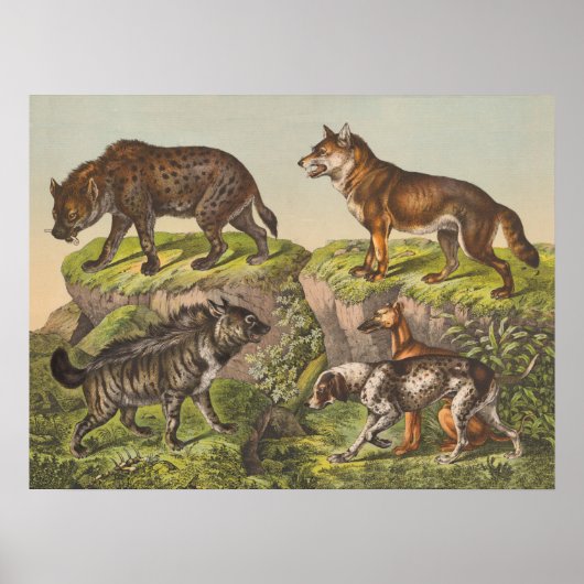 Poster Hyaena (Hyena), Wolf et Chiens (Devant)
