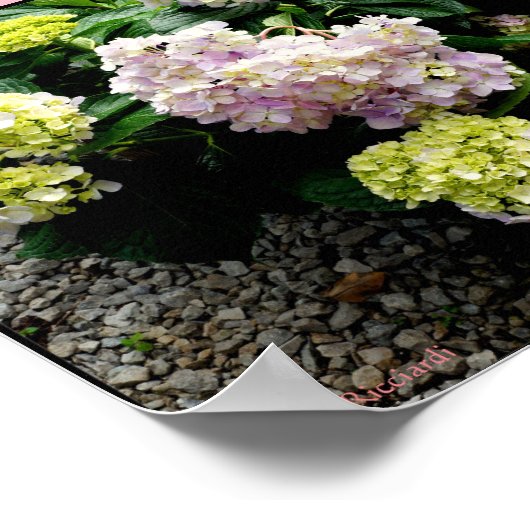Poster Hydrangea Big Daddy (Coin)