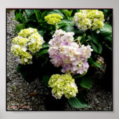 Poster Hydrangea Big Daddy (Devant)