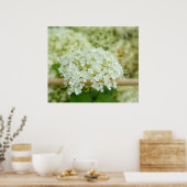 Poster Hydrangea blanc (Cuisine)