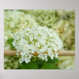 Poster Hydrangea blanc