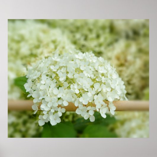 Poster Hydrangea blanc (Devant)