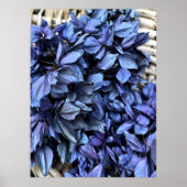 Poster Hydrangea BLEU (Devant)