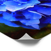 Poster Hydrangea Blues (Coin)