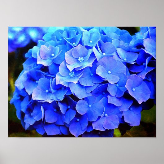 Poster Hydrangea Blues (Devant)
