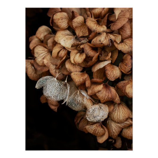 Poster Hydrangea défraîchi (Devant)