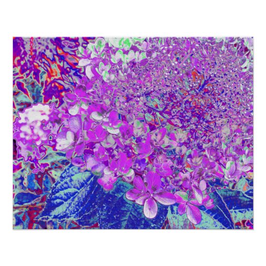 Poster Hydrangea élégant violet et bleu limelight (Devant)