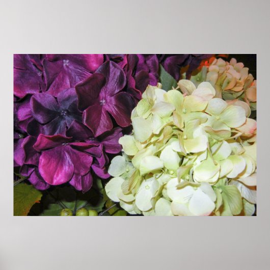 Poster Hydrangea fleurit dans le violet foncé et blanc (Devant)