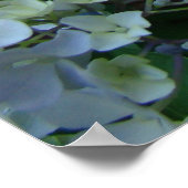 Poster Hydrangea Flower Garden art imprime Blue Hydrangea (Coin)
