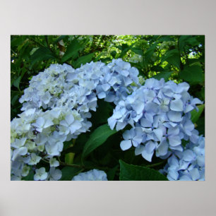 Poster Hydrangea Flower Garden art prints Blue Hydrangeas
