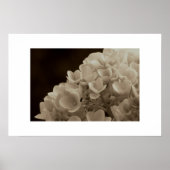 Poster Hydrangea - Imprimer (Devant)