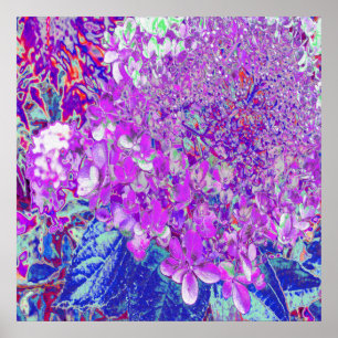Poster Hydrangea Limelight Élégant Violet et Bleu