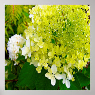 Poster Hydrangea Limelight Vert Chartreuse Élégant