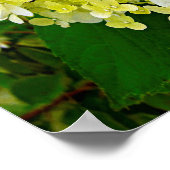 Poster Hydrangea Limelight Vert Chartreuse Élégant (Coin)