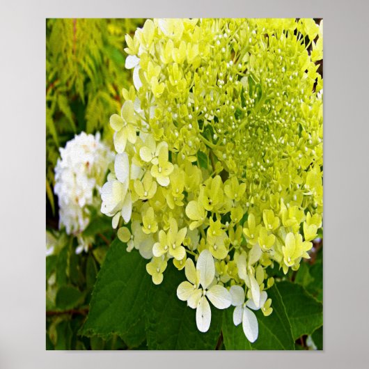 Poster Hydrangea Limelight Vert Chartreuse Élégant (Devant)